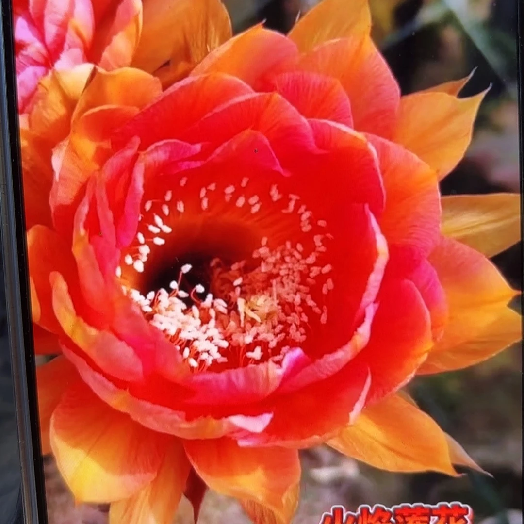 火焰莲花彩5公分侧牙20包邮33