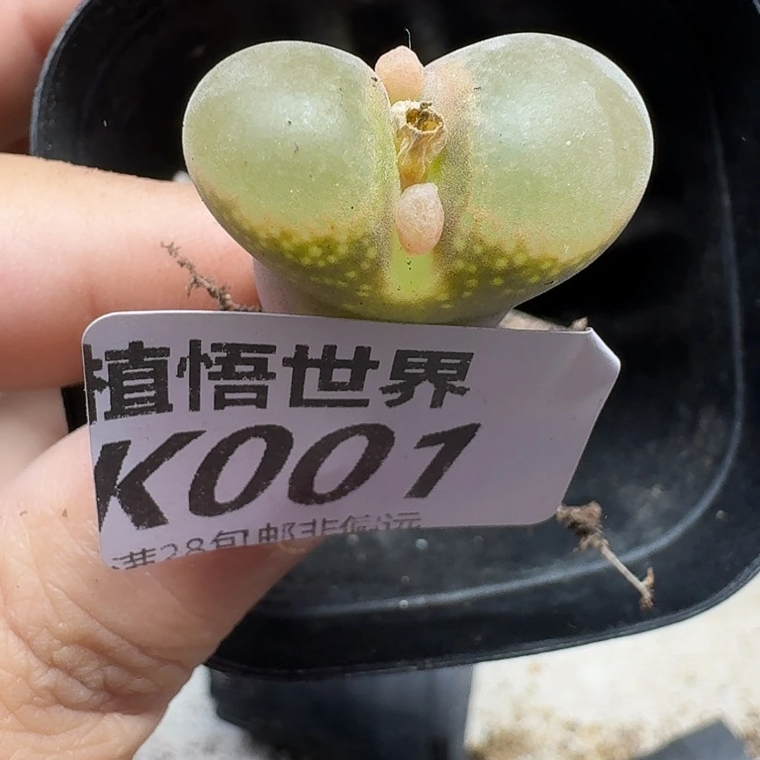 多肉植物的润泽fhn