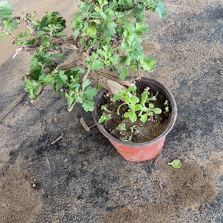星***星30菊花菊花菊花家