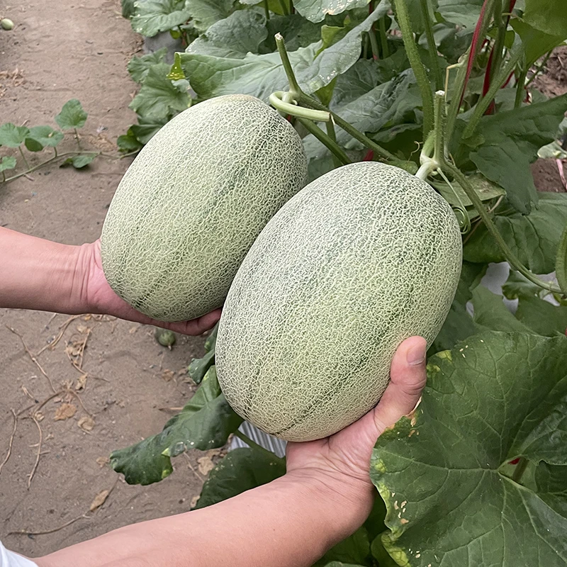 【福利果】海南沙地哈密瓜-晓蜜25号当季水果 花皮果 广西发货