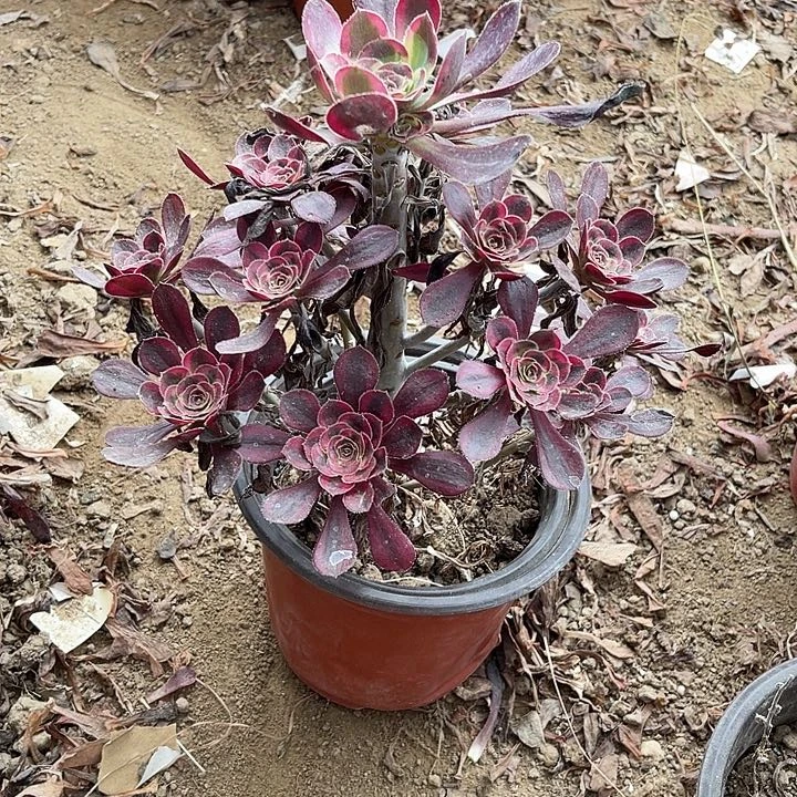 常***丽新娜儿玫瑰玫瑰玫瑰