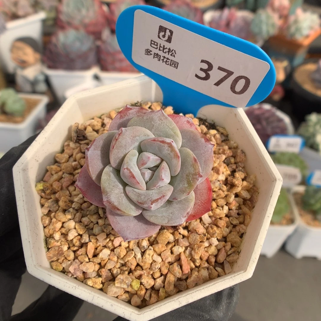 370 紫红冰玉石化