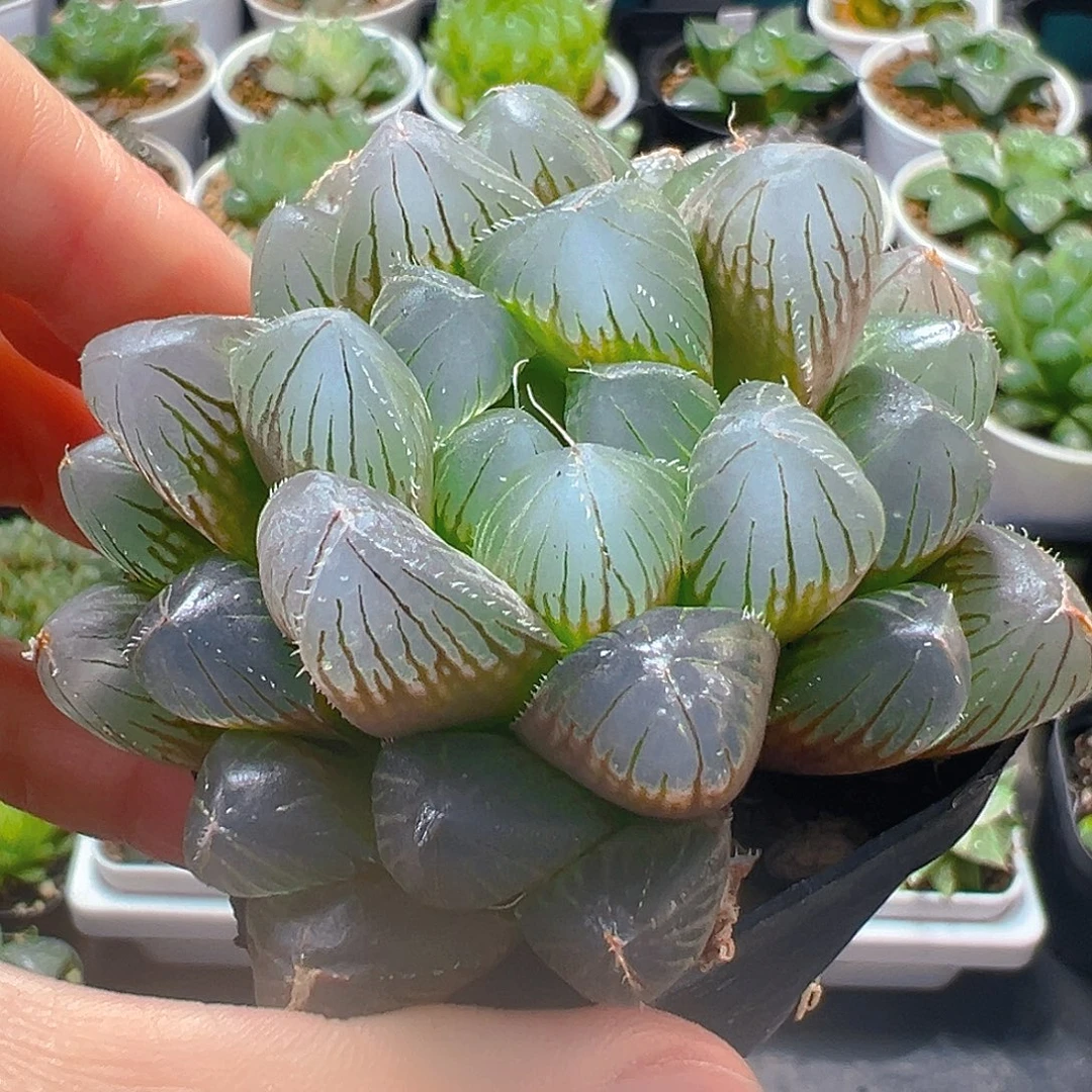 蓝镜玉露多肉植物一颗