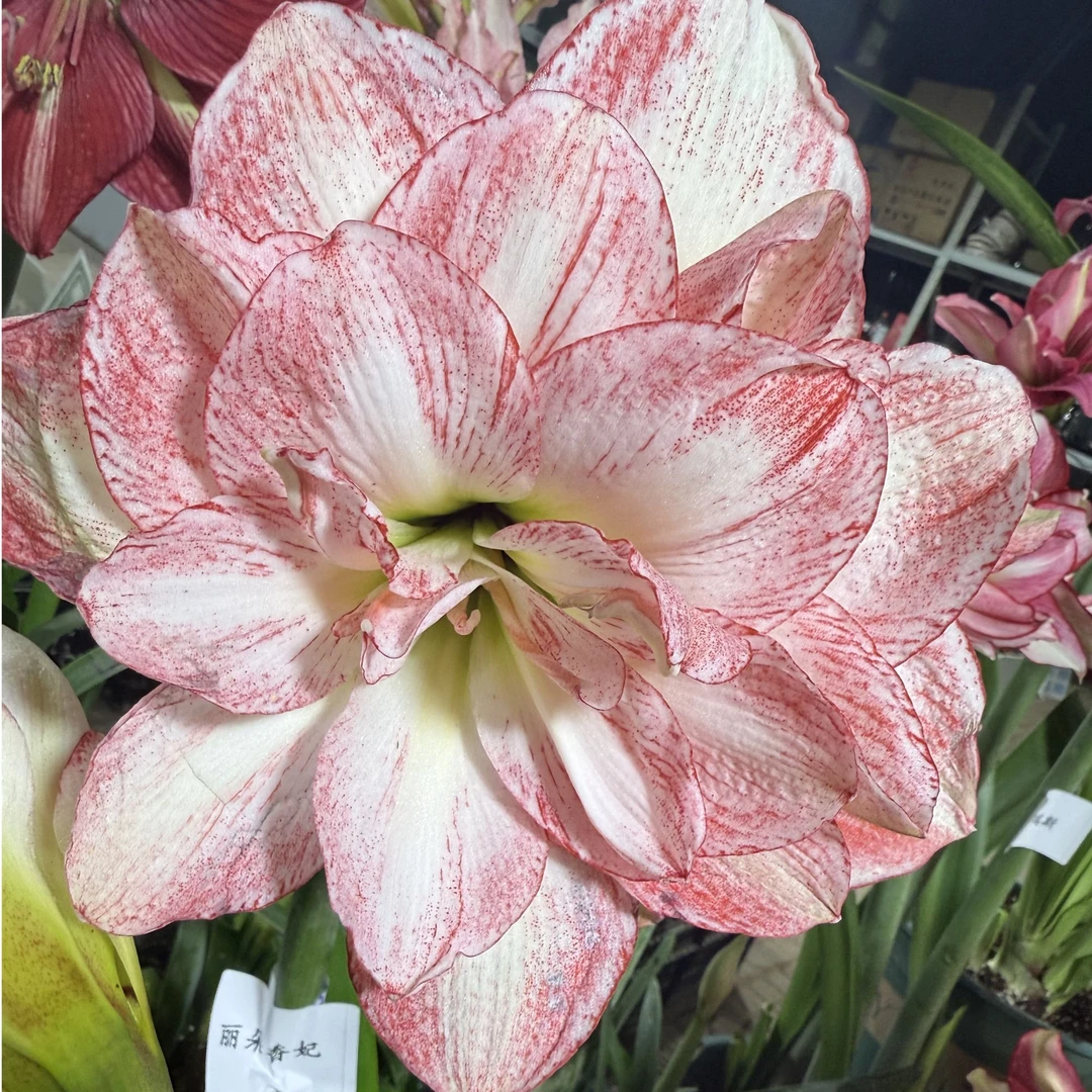 【丽朵香妃】台朱★重瓣朱顶红种球室内外盆栽花卉种植原生根系