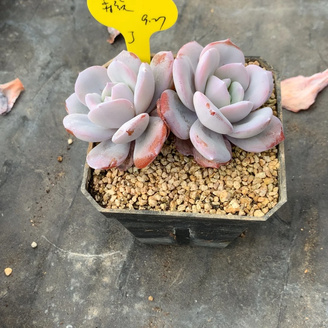 用***4森旅突尼斯加奶茶寄养多肉