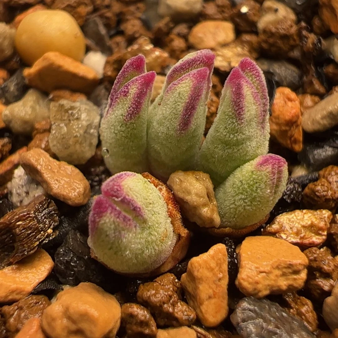 5头arm985猪蹄带盆