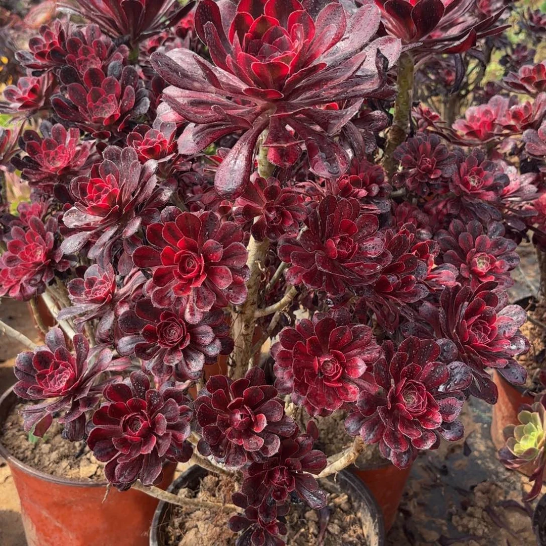 香奈儿木质19.8法师多肉