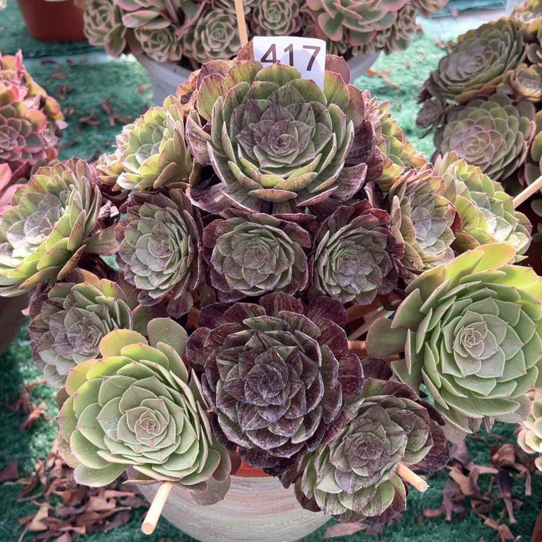 417墨染法师多肉植物