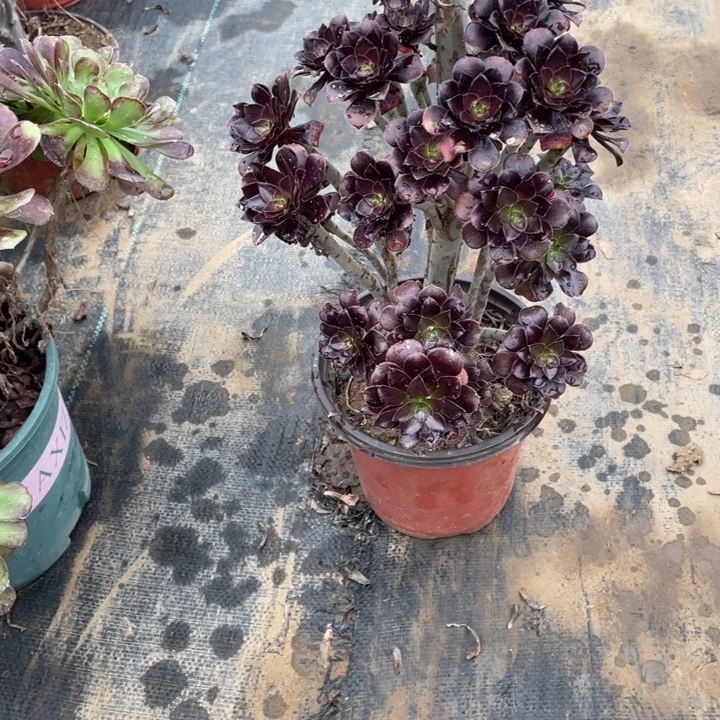 42黑法师多肉多肉植物