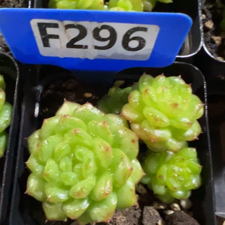 秋冰珍妮群5cm福利