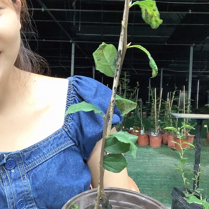 无花朵龙游天下28.8