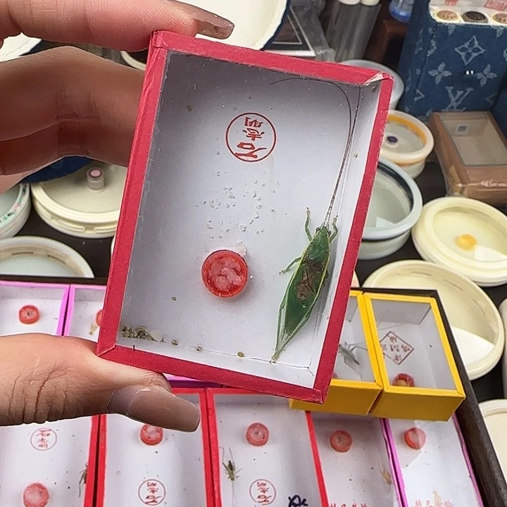 蟋蟀石志明金钟一只