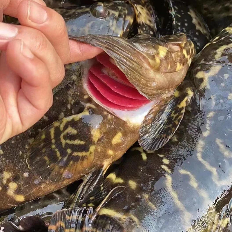 活冻龙胆石斑鱼 东山岛海捕老虎斑鲜活速冻 顺丰发货