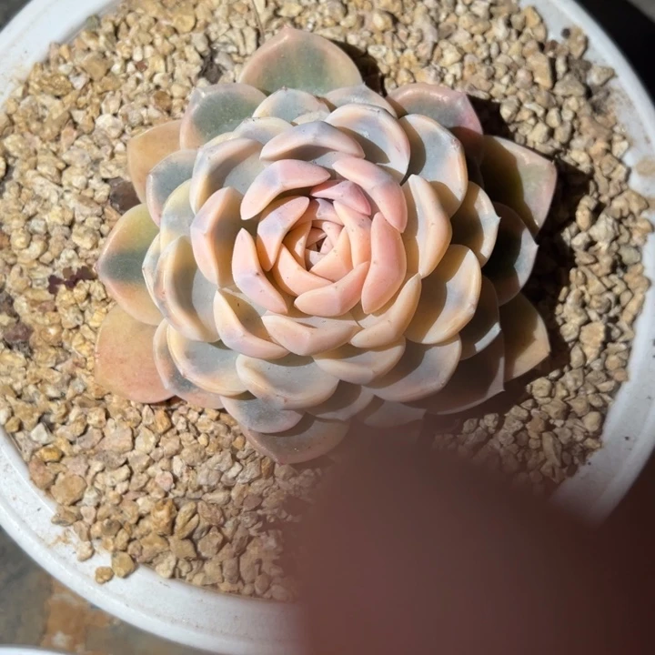 汉堡锦 单头 夏鸣园艺