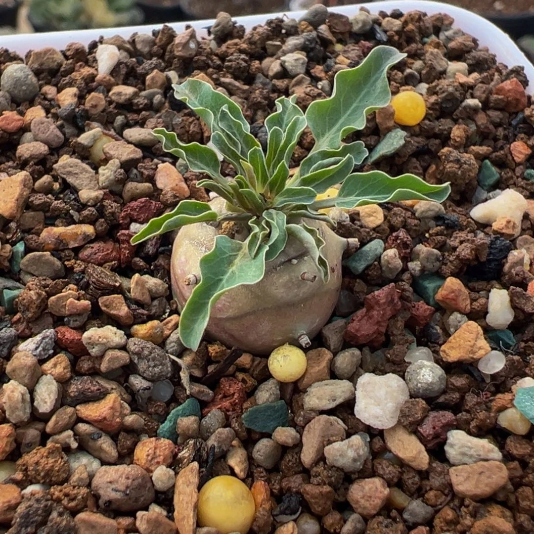 985多肉植物种类多样
