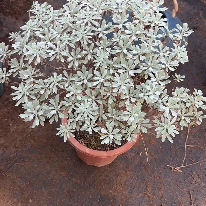 米***妈无花朵带土球发货