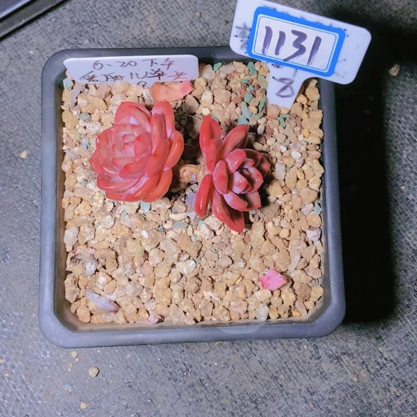 【闪购商品】你**子1131