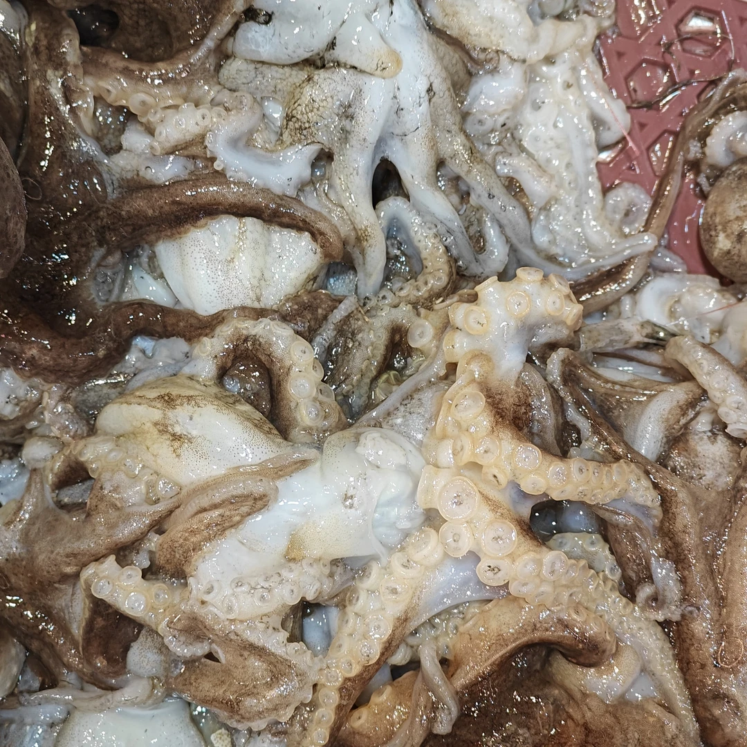 【鲜活小短章】2斤鲜活章鱼