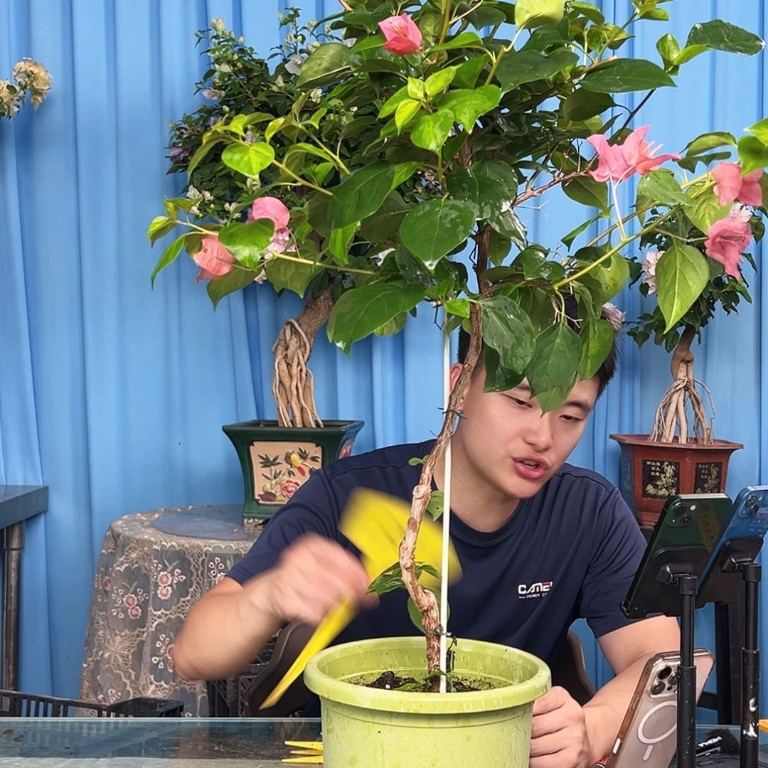 宇***宸当前无花栽培后可以开花B81暗夕