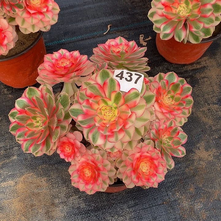 多肉法师倾城43700