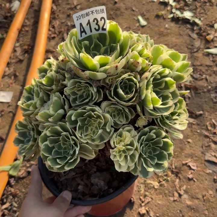 迈巴赫……多肉植物……