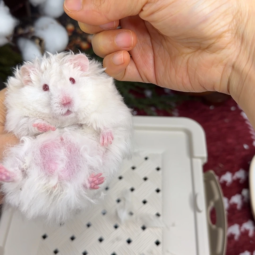 卷毛银灰金弟弟10.25生日