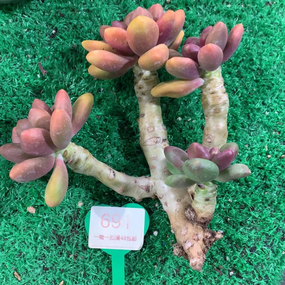 芒果奶酪一物一拍