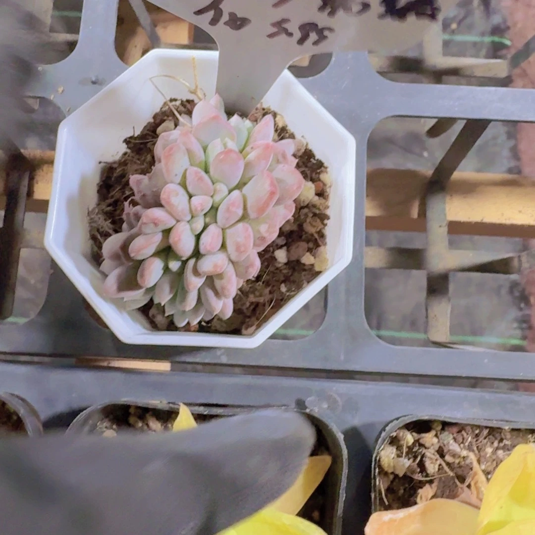 粉珍妮缀化多肉植物