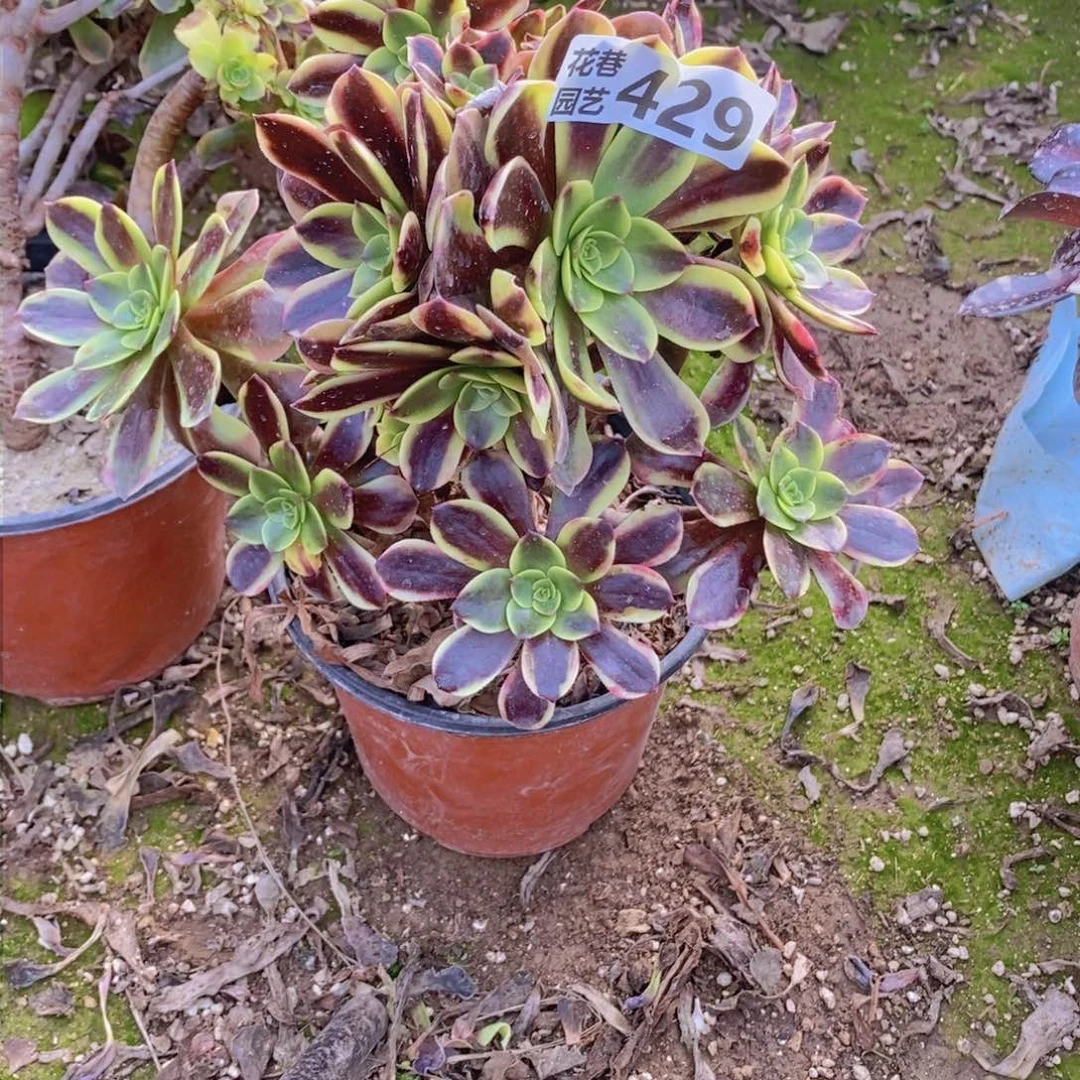 429 号一物一拍多肉植物