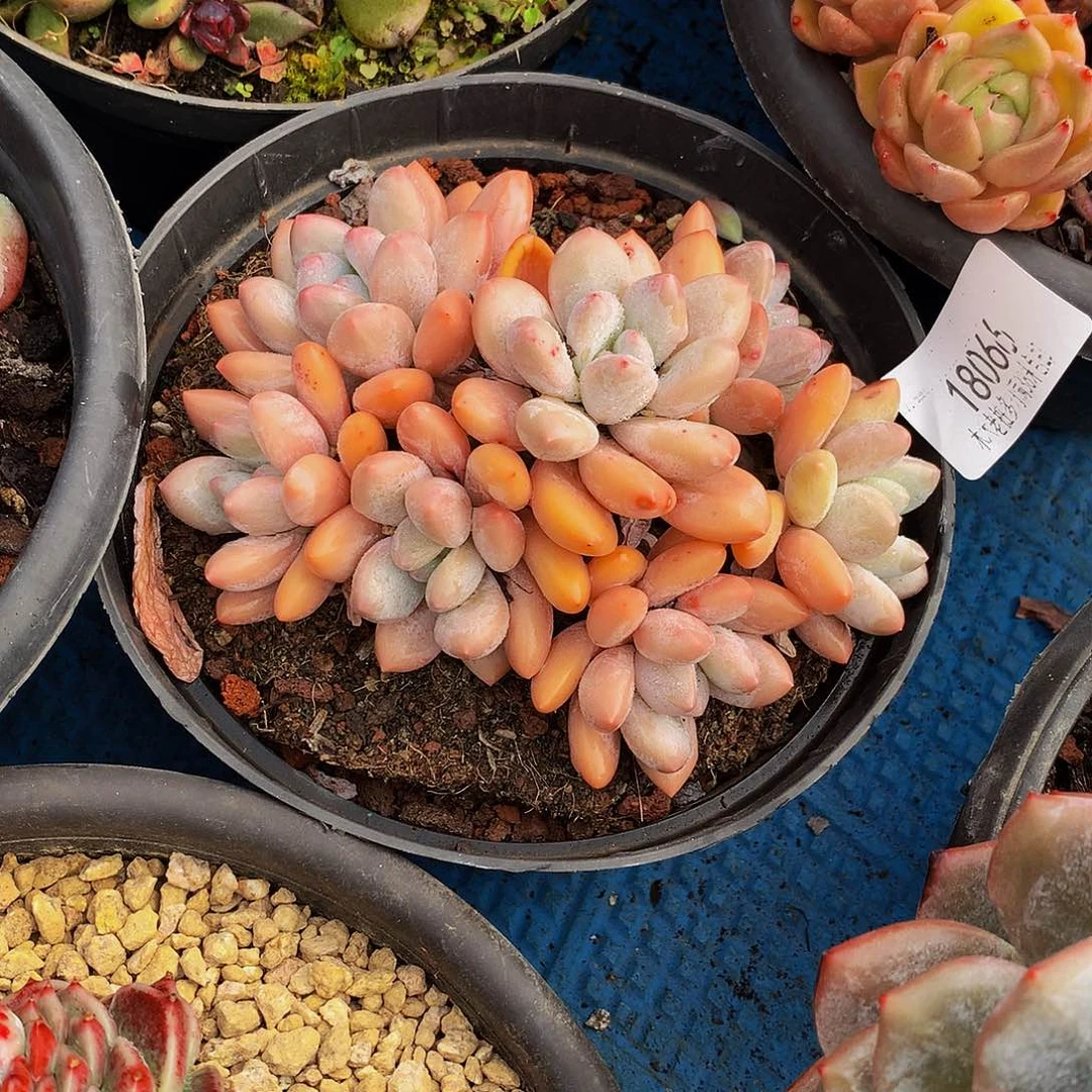 花****       香水多肉18066