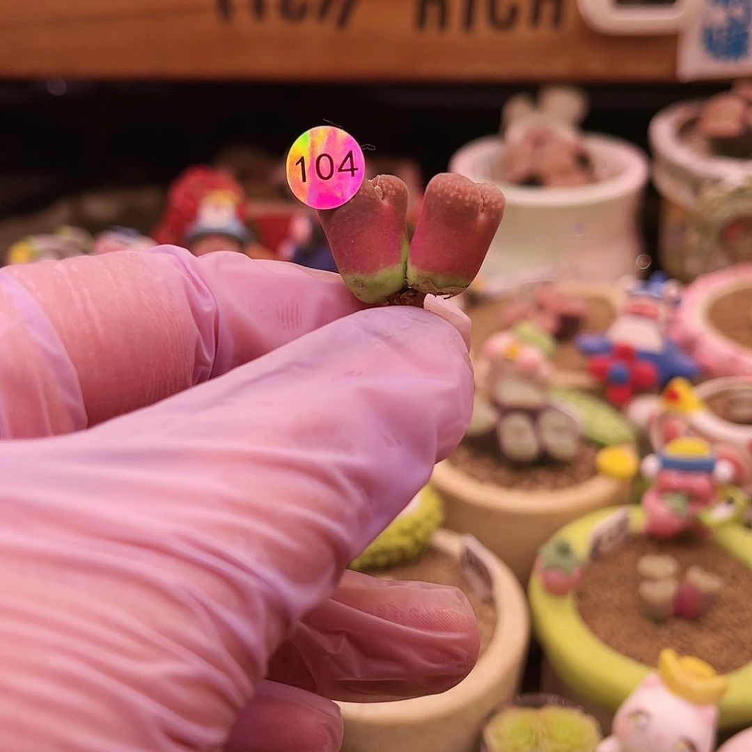 104号日本双头艳色风玲