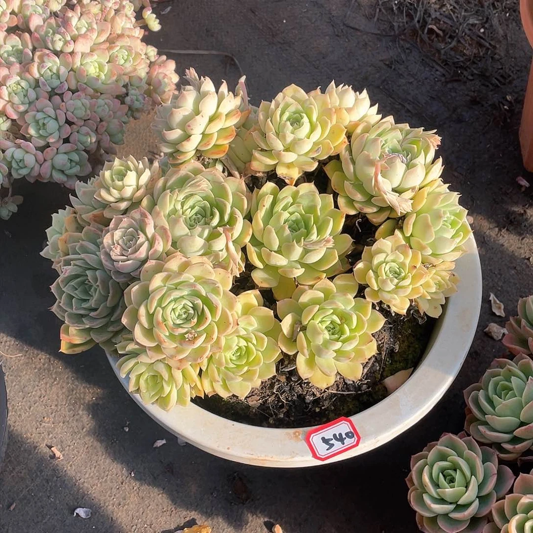 540杂 一物一拍多肉