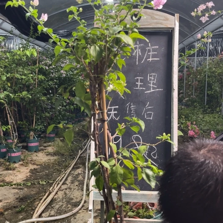 无花朵三角梅三角梅1312