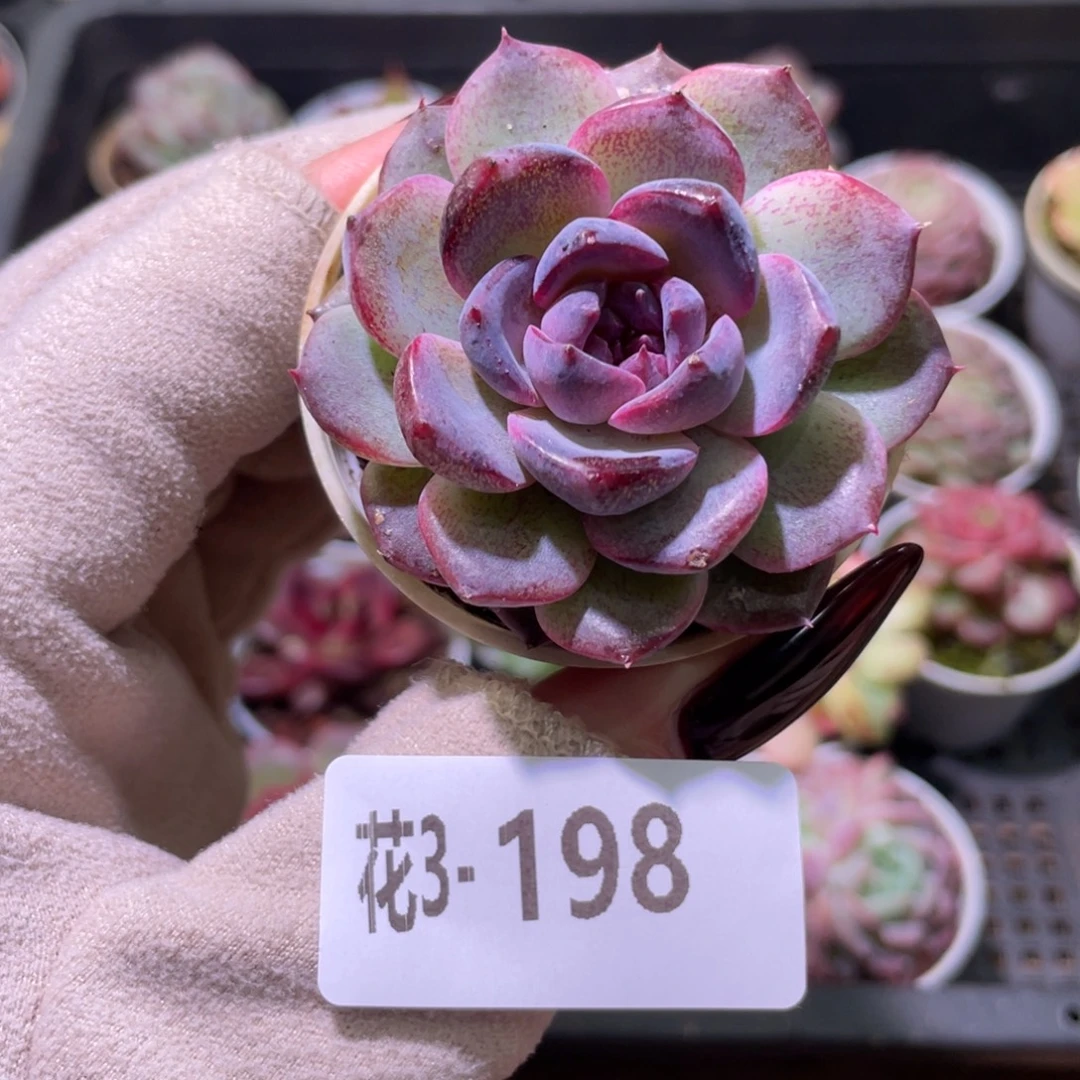 花利美3-198新品单头