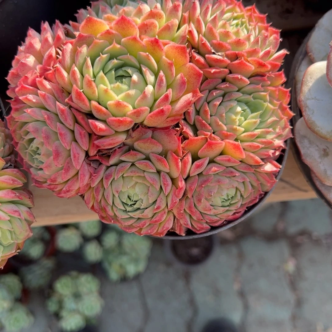 朱砂痣群生多肉植物精品
