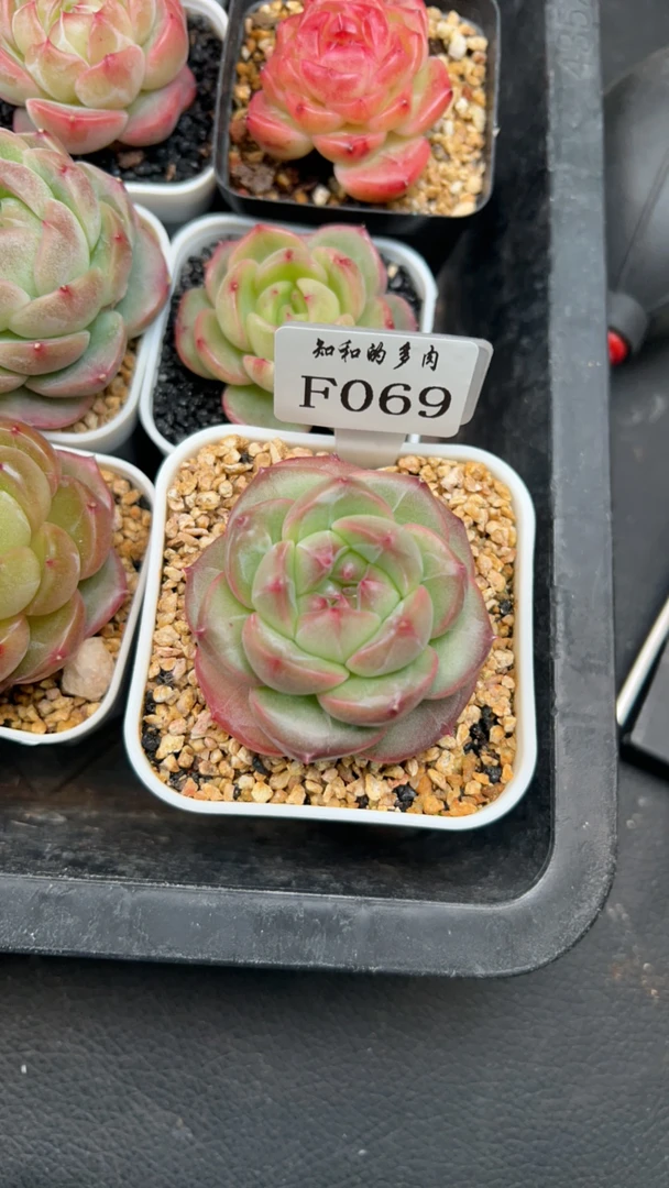 知和的多肉F069专拍链接