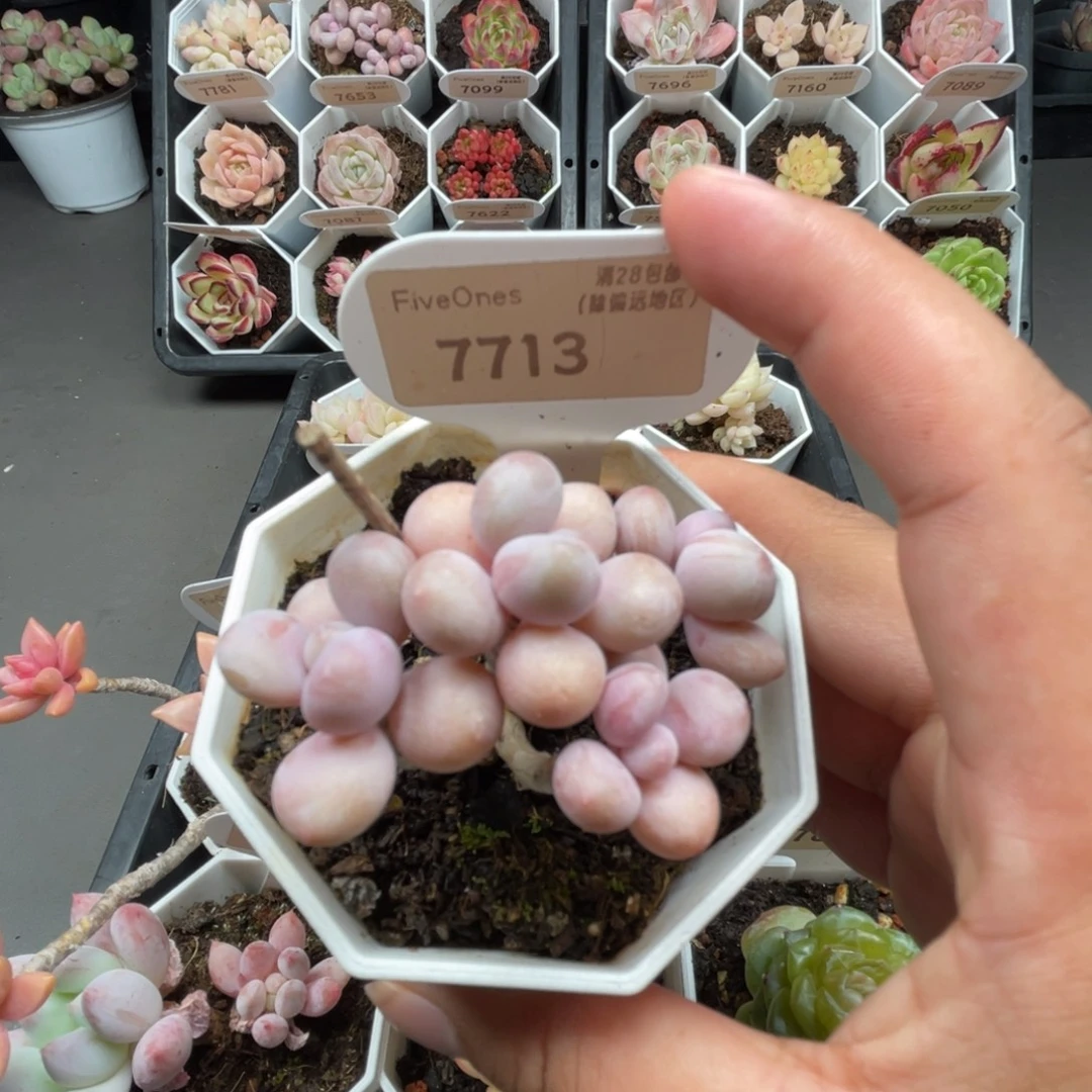 7713桃蛋 4.5厘米