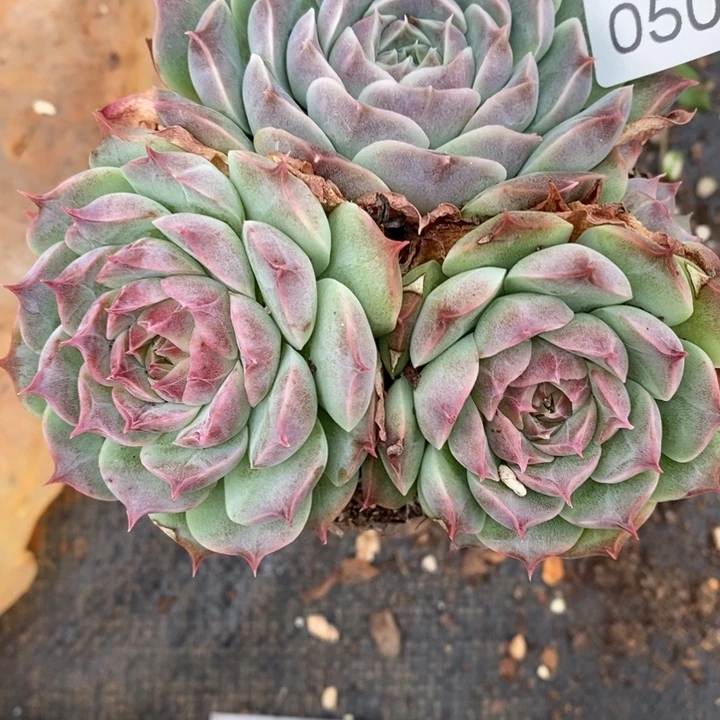 509杂交老桩基地～11厘米