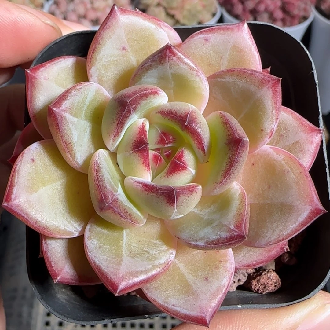 多肉1222-114夜魔侠