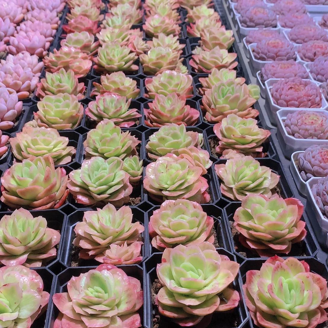 冰玫瑰锦5855888888588855