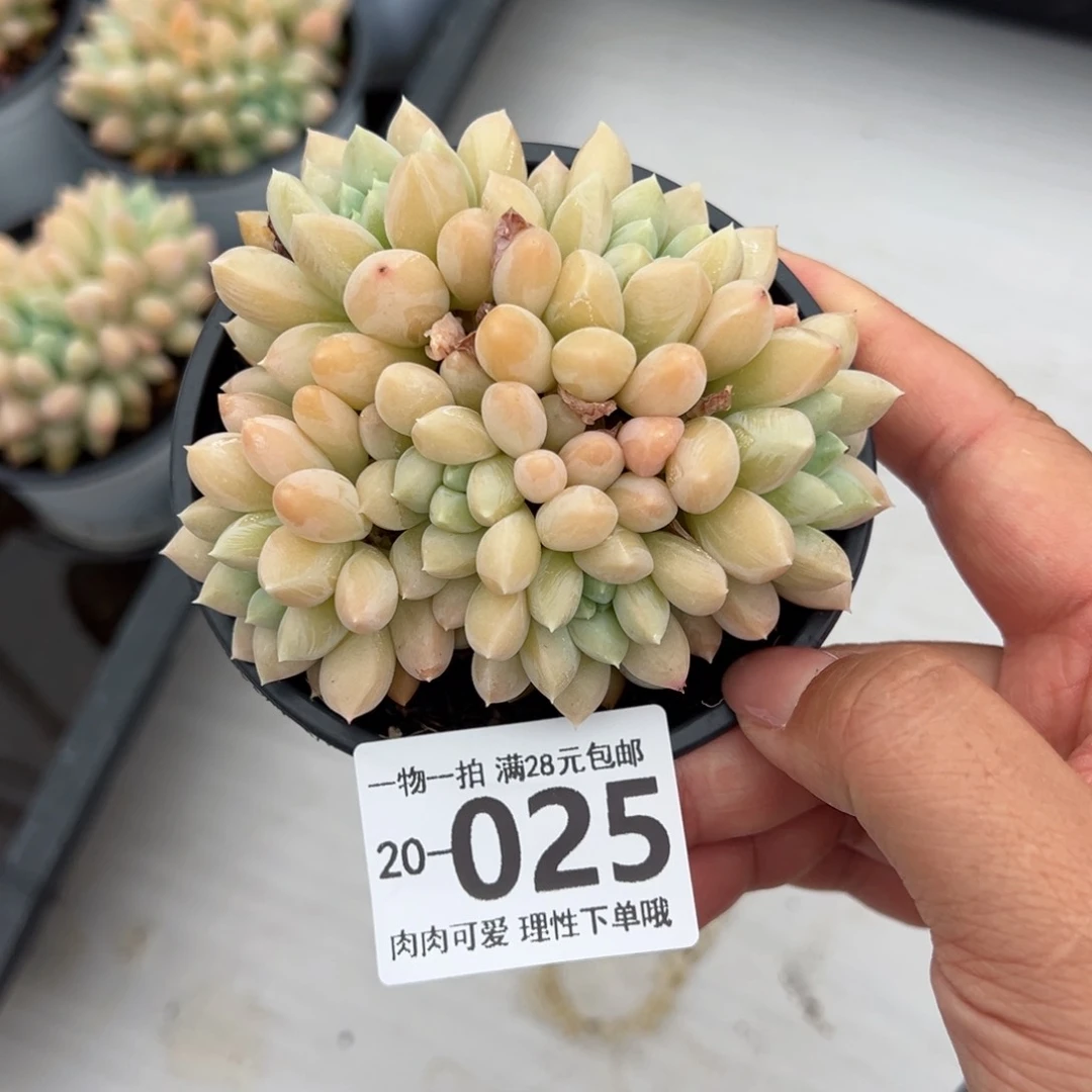 星空美人多肉多肉多肉