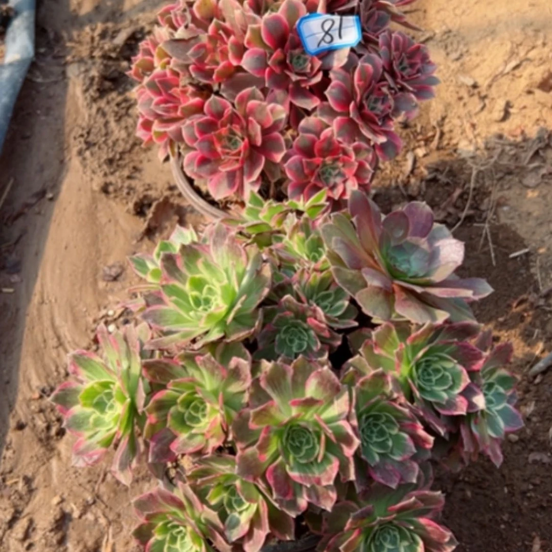 【闪购商品】断枝不包18