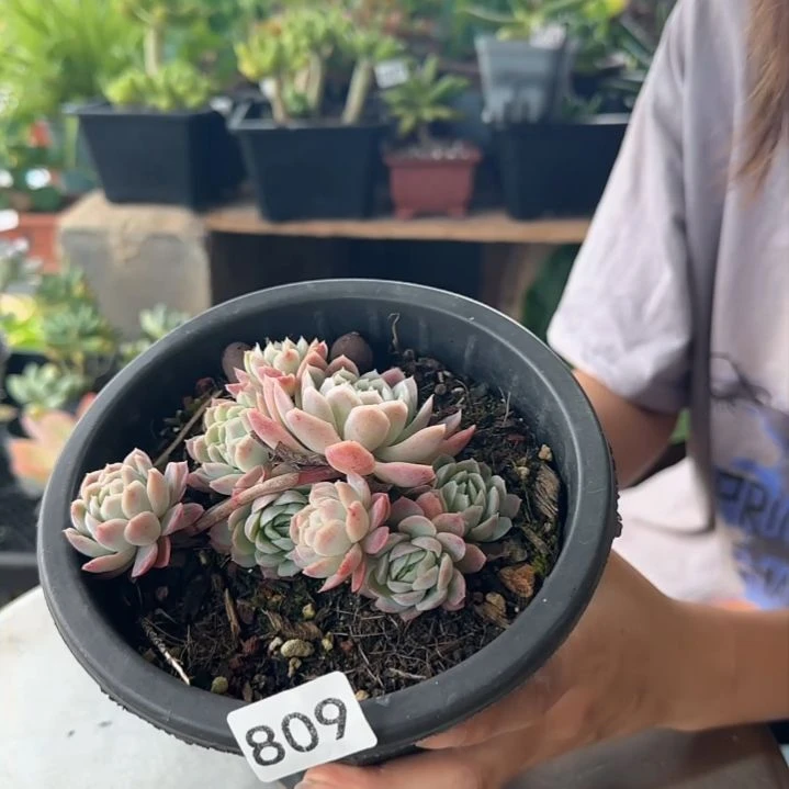 809号 一物一拍 一物一拍