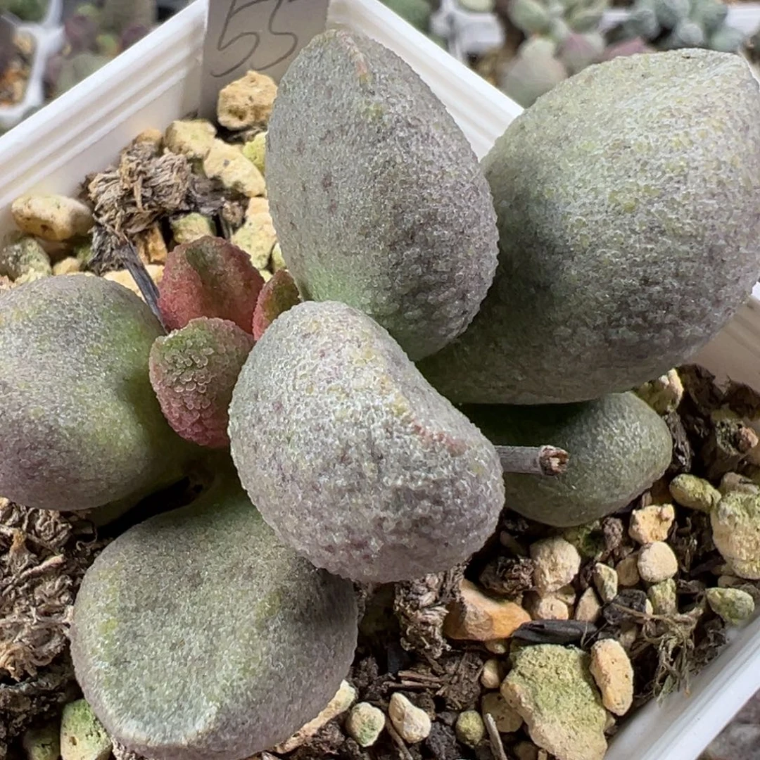 w胖叶型颗粒斑点款实生新品