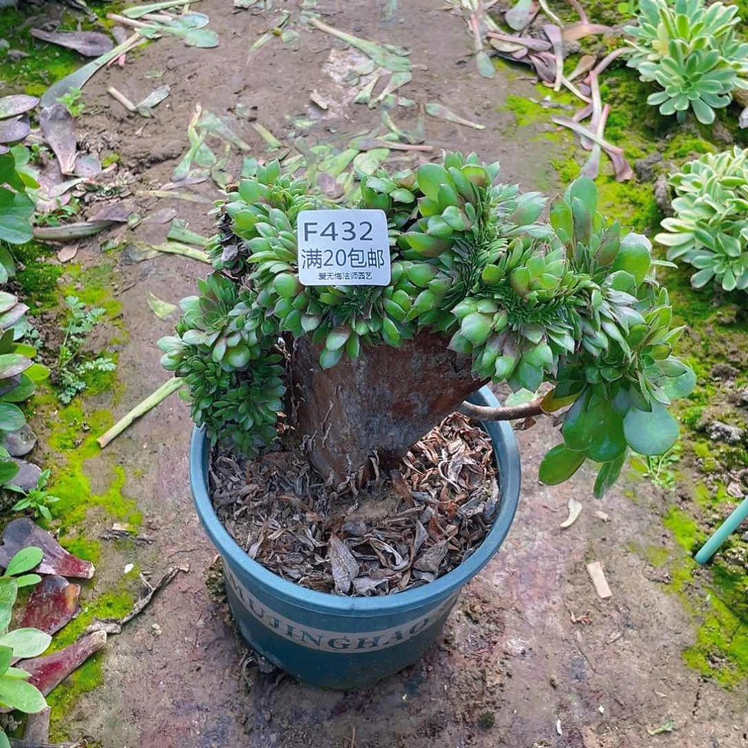 432万圣节缀化多肉小损不包