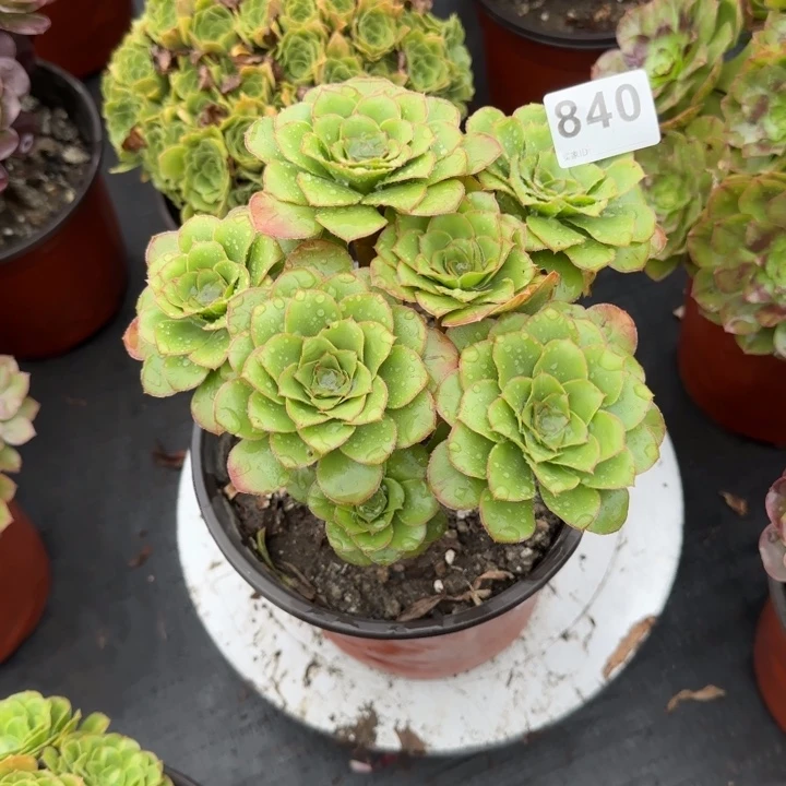 多肉植物君美丽840
