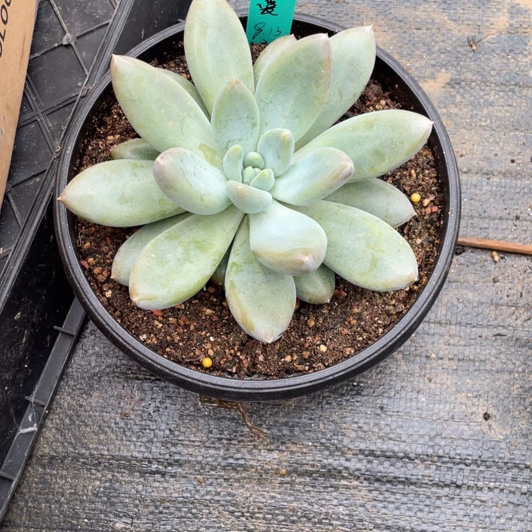 酷***多多肉植物的生长发育和生长