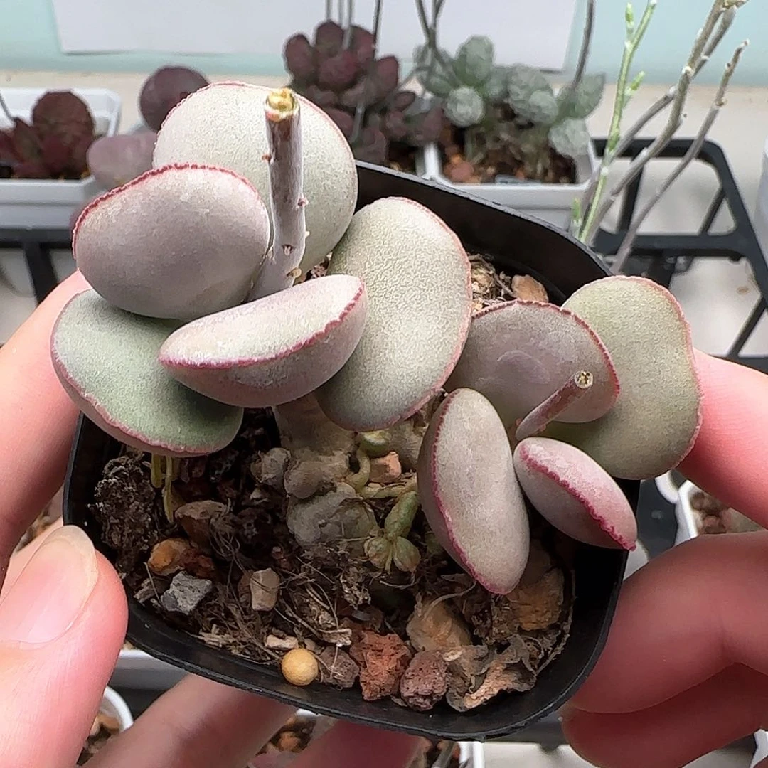 白肌红蛋多肉水泡