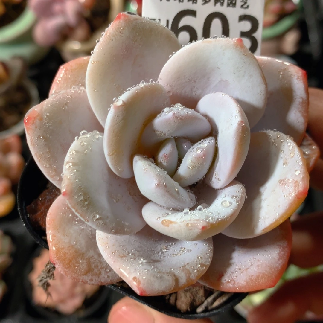 5CM拇指盆精控多肉ZH603