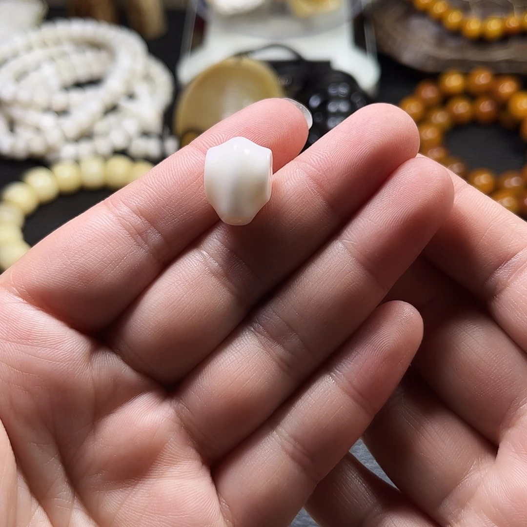 鹿角尖鲨鱼背三通12